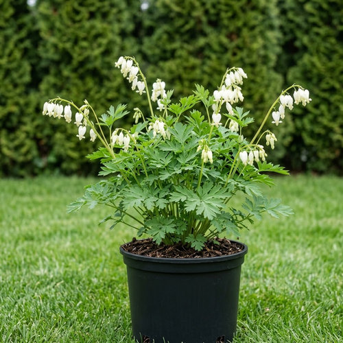 Дицентра формозская Аврора купить