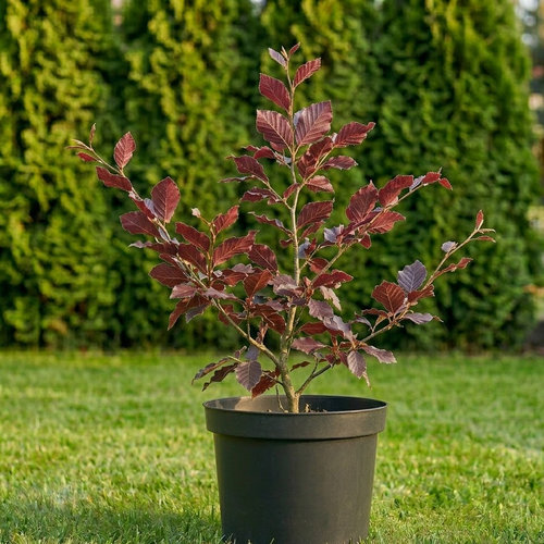 Бук лесной Пурпуреа купить