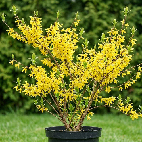 Форзиция средняя Голдрауш купить