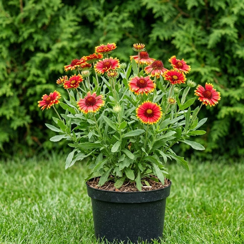 Гайллардия гибридная Dazzier купить