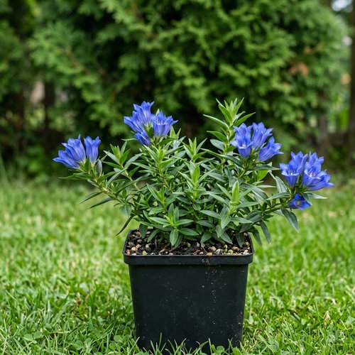 Горечавка семираздельная купить