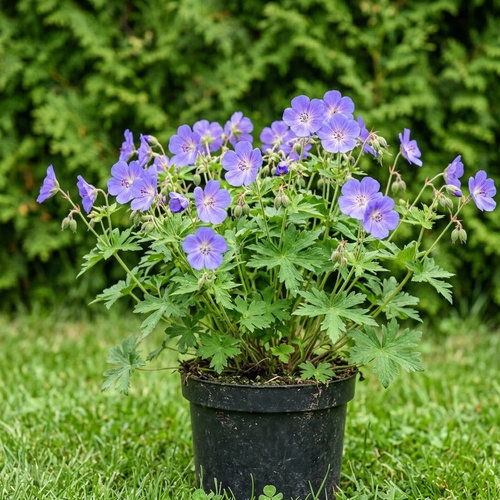 Герань гималайская Деррик Кук купить