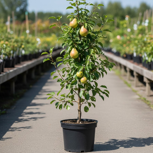 Груша Кафедральная купить
