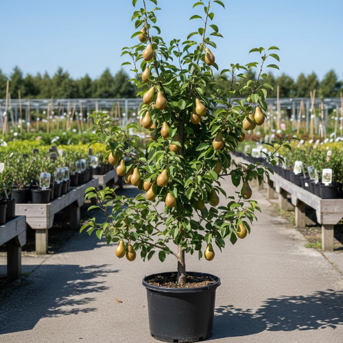 Груша Конференция купить