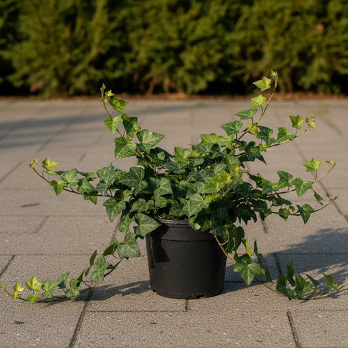 Хедера Хеликс купить