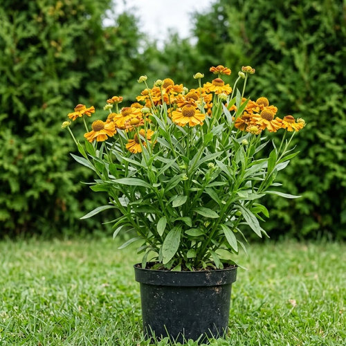 Гелениум гибридный Бишоп купить