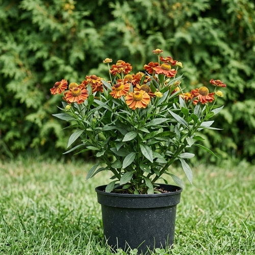 Гелениум Сахинс Ранний цветок купить