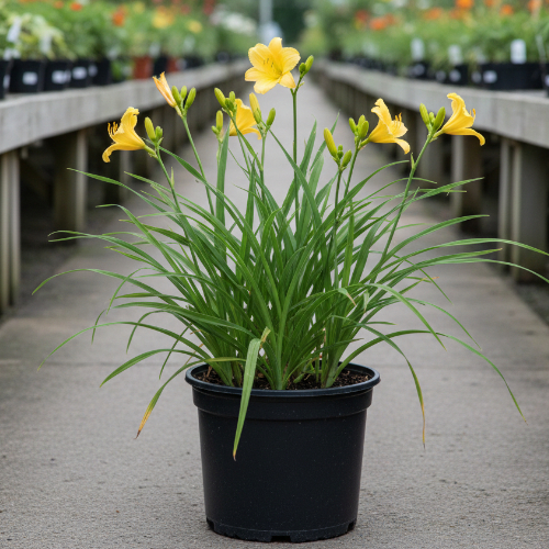 Лилейник гибридный Битси купить