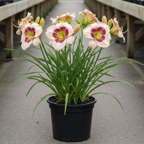 Лилейник гибридный Блэкберри Канди купить