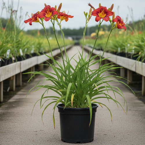 Лилейник гибридный Чарльз Джонсон купить