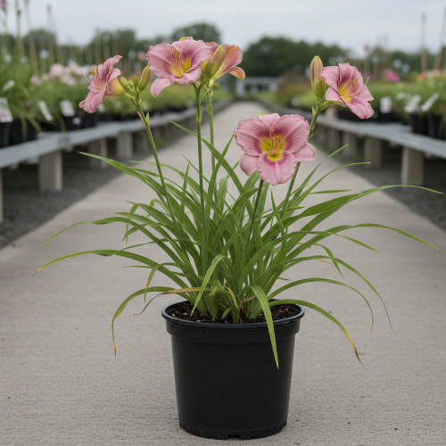 Лилейник гибридный Пинк Дамаск (диплоид) купить
