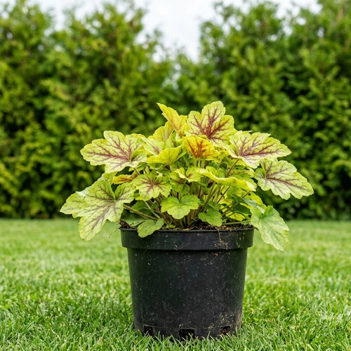 Гейхерелла Солар Пауэр купить