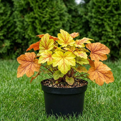 Гейхерелла Стоплайт купить