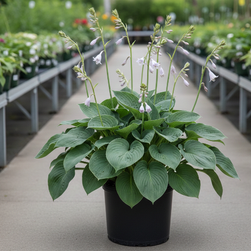 Хоста гибридная Блю Энджел купить