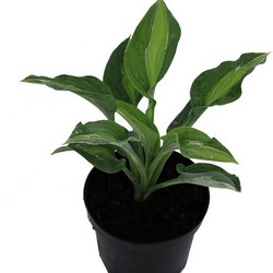 Хоста гибридная Киви Фул Монти купить