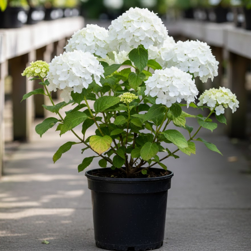 Гортензия древовидная Хайес Старбёрст купить