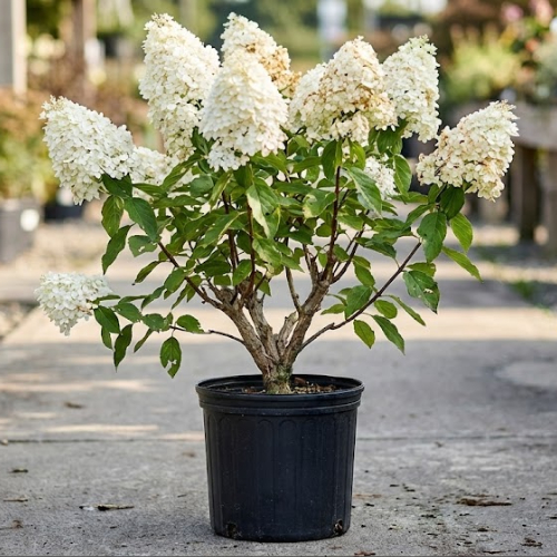 Гортензия метельчатая Диамантино купить