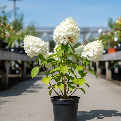 Гортензия метельчатая Грандифлора купить