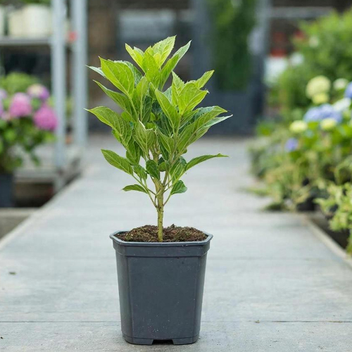 Гортензия метельчатая Ванилла Фрайз купить