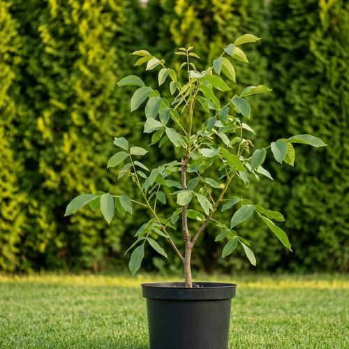 Орех грецкий обыкновенный купить