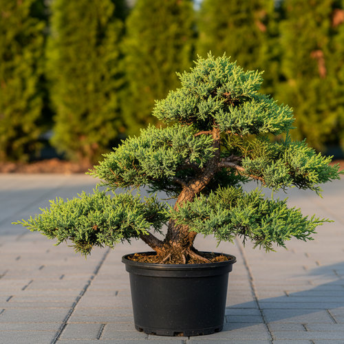 Можжевельник средний  Mint Julep Bonsai купить