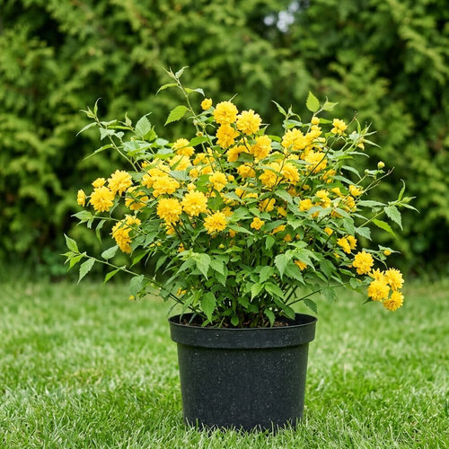 Керия японская Пленифлора купить