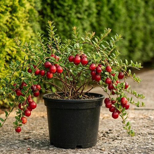 Клюква крупноплодная Стивенс купить