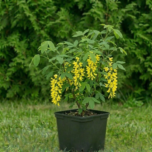 Бобовник анагиролистный  купить