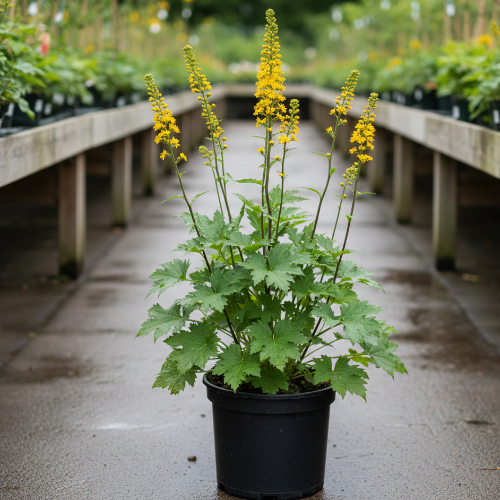 Бузульник Пржевальского купить