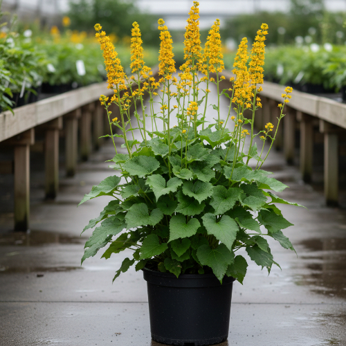 Бузульник узкоголовый Голд Точ купить