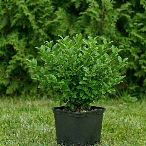 Бирючина овалолистная  купить