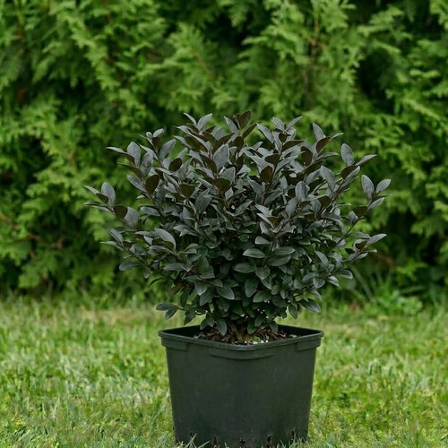 Бирючина обыкновенная Мелблэк купить