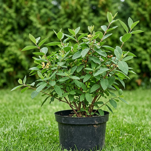 Жимолость лесная  купить