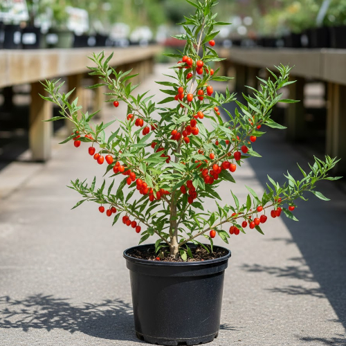 Годжи Ягоды Свит Берри купить