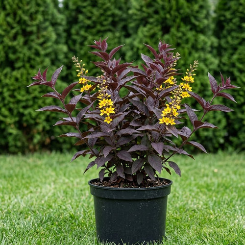 Вербейник пурпурный Файа Клакет купить