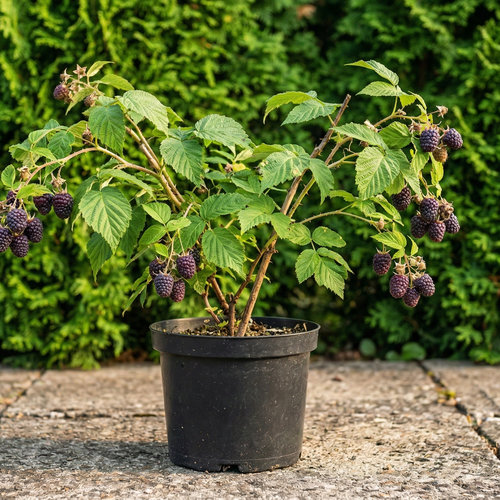 Малина Вайолет ремонтантная купить