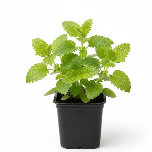 Мелисса лекарственная Лемон Балм купить