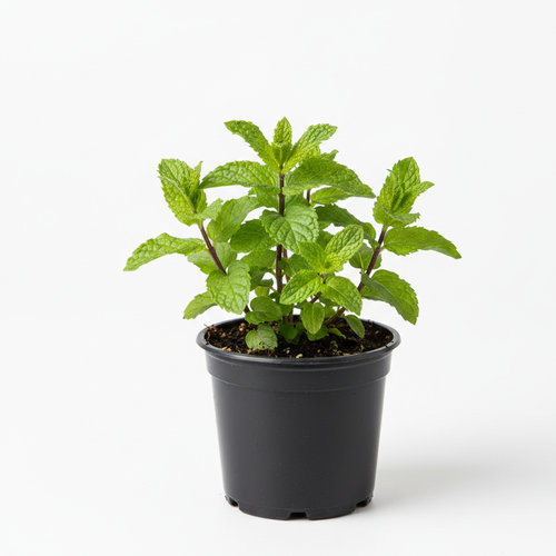 Мята перечная купить