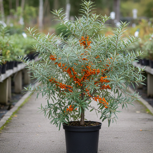 Облепиха Джемовая (женская) купить