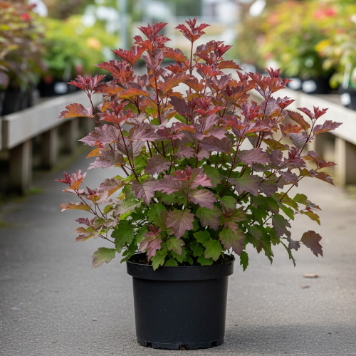 Пузыреплодник калинолистный Литл Энджел купить