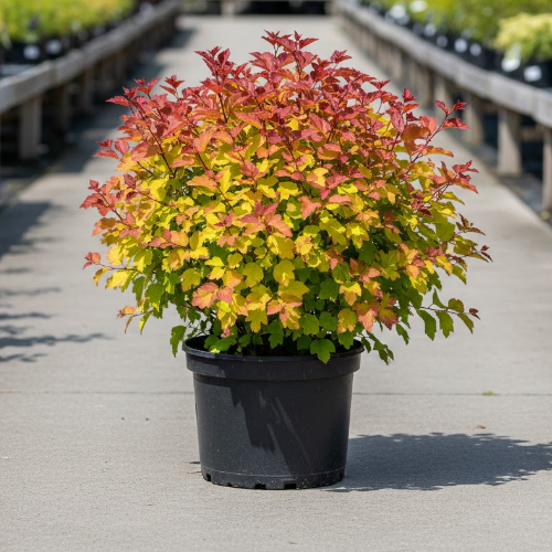 Пузыреплодник калинолистный Расберри Лемонад купить