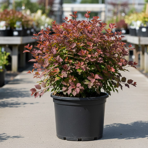 Пузыреплодник калинолистный Тайни Вайн купить