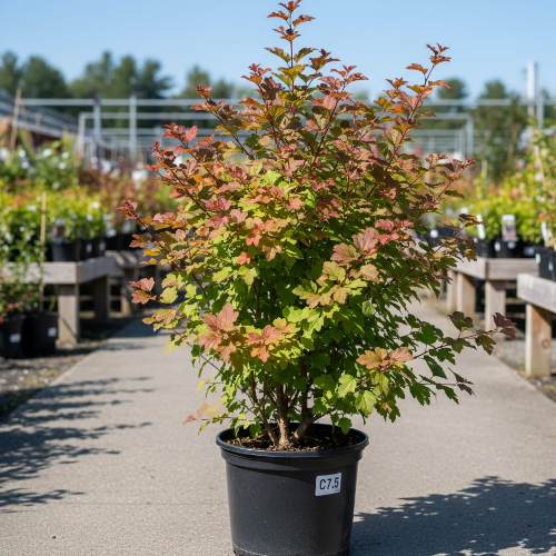 Пузыреплодник калинолистный  купить