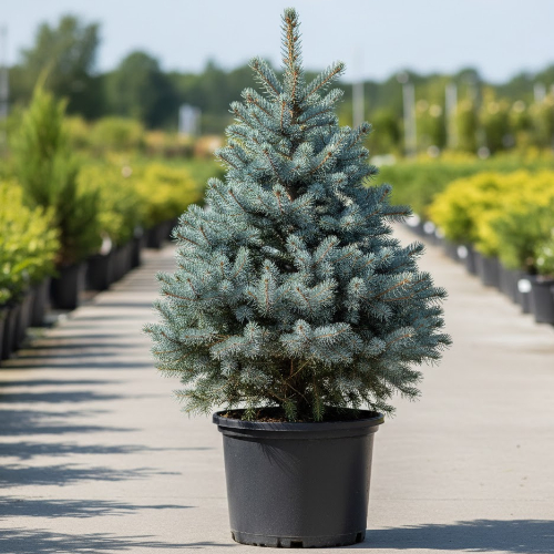 Ель колючая Кейбаб купить