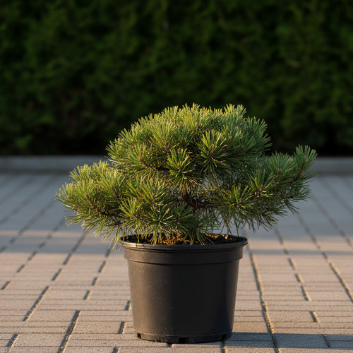 Сосна горная Витчс Брум купить