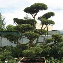 Сосна черная (бонсай) тип 4 купить