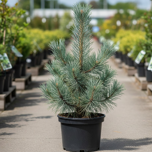 Сосна веймутовая Эдель купить