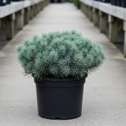 Сосна веймутовая Грег купить