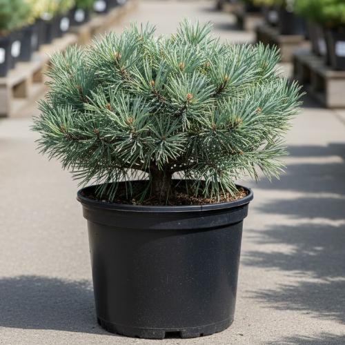 Сосна веймутовая Минима купить