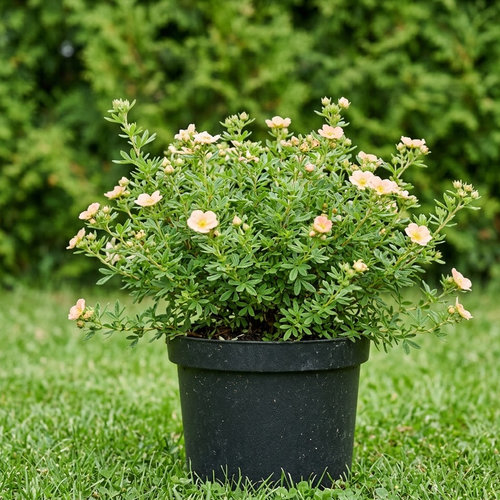 Лапчатка кустарниковая Дейдаун купить